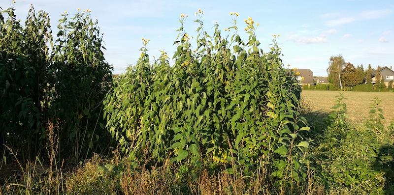 meine ernte Topinambur anbauen, pflegen, ernten und lagern