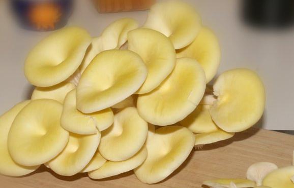 Limonenpilze aus eigener Zucht