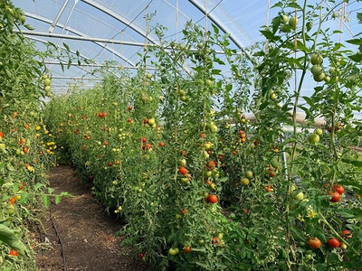 großes Gewächshaus für Tomatenanbau