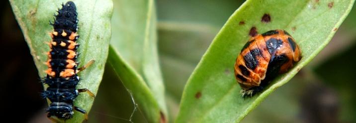 Foto Larve und Puppe des Marienkäfers