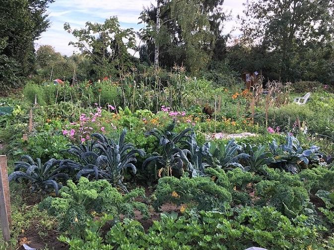 meine ernte miete deinen gemusegarten in dusseldorf niederkassel