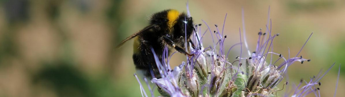 Hummel auf Phacelia-Blüte Hummel auf Phacelia-Blüte