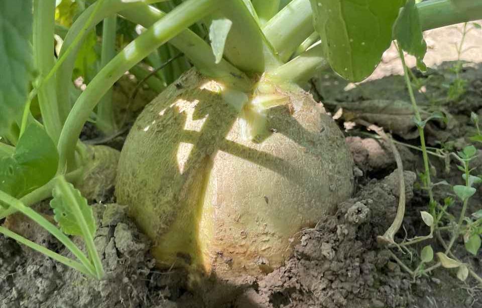 erntereife Steckrübe reife Steckrübe