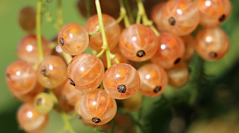 Johannisbeeren müssen nicht immer rot sein weiße Johannisbeeren