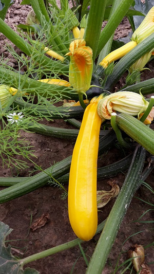 gelbe Zucchini