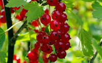 Johannisbeeren