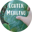 Echter Mehltau