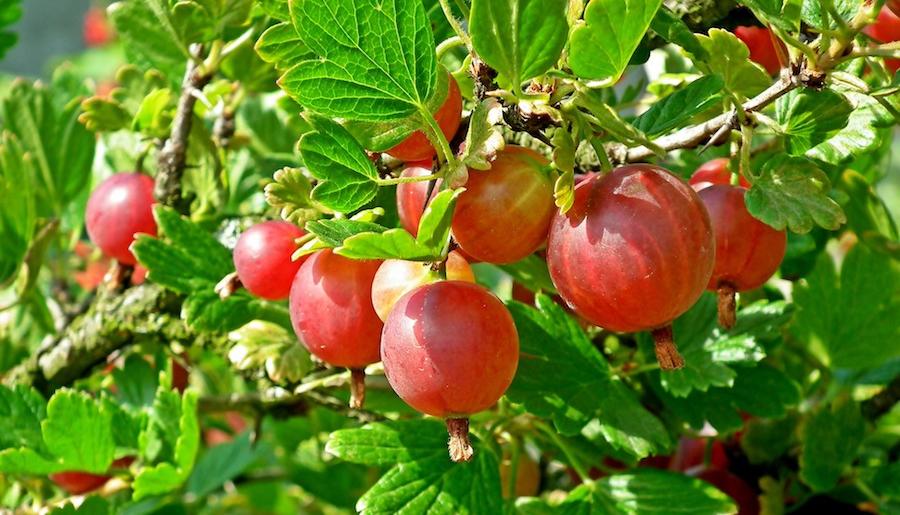 Stachelbeeren sollte man vorsichtig vom Strauch pflücken