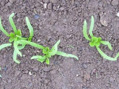 Spinat eignet sich hervorragend als Vor- oder Nachkultur