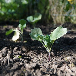 Kohlrabipflänzchen können ab April ins Beet