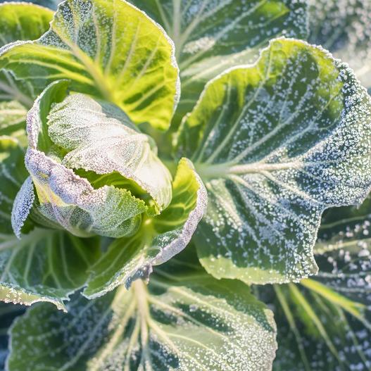 gefrorener Kohl - Wintergemüse
