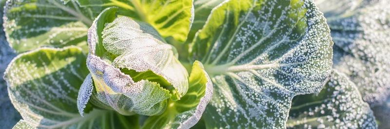 Frost im Gemüsegarten - gefrorener Kohl
