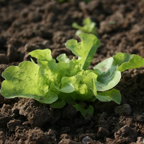 Eichblattsalat ist unkomplizierter Pflücksalat