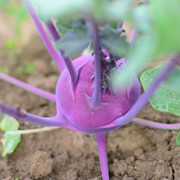 Kohlrabi roter Kohlrabi