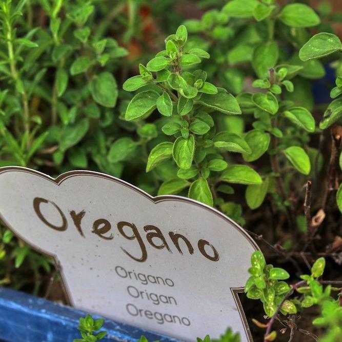 Oregano