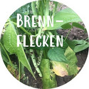 Brennfleckenkrankheit an Gemüse