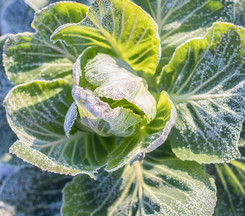 Kohl kannst du im Winter noch immer anbauen