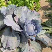 Rotkohl Rotkohl