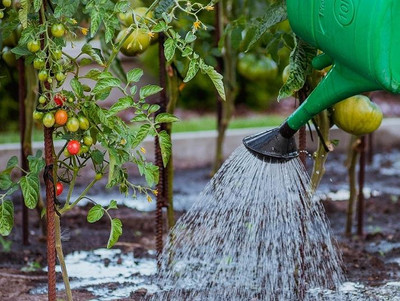 Tomaten gießen mit Gießkanne