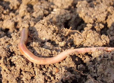 Regenwurmhumus sorgt für kräftiges Wurzelwachstum