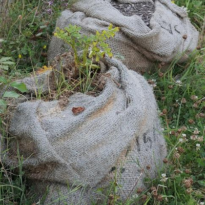 Kartoffeln in Pflanzsäcken Kartoffeln in Pflanzsäcken