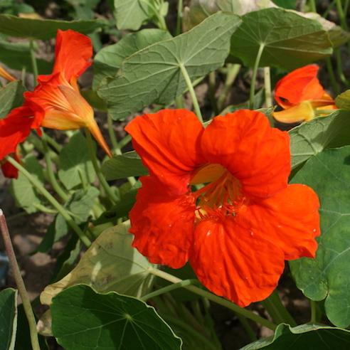 rote Kapuzinerkresse in Blüte