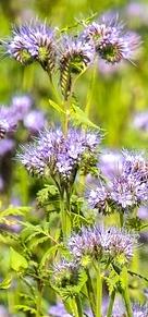 Gründüngung mit Phacelia