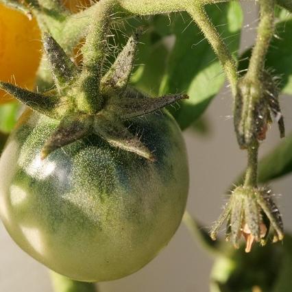 grüne Tomate mit Blüte