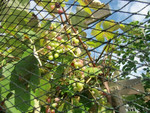 Vogelschutznetz an Wein