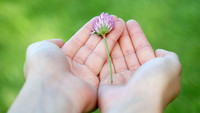 Blume in Händen
