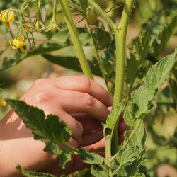 Geiz- bzw. Seitentrieb wird entfernt