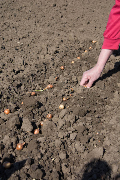 Meine Ernte Zwiebeln Anbauen Pflegen Ernten Und Lagern