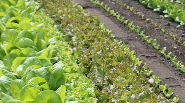 Pflücksalat braucht nicht viel und versorgt dich das ganze Jahr