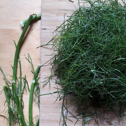 Mit frischem Fenchelkraut schmeckt das Pesto super