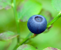 Blaubeere