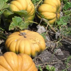 Meine Ernte Kurbis Anbauen Pflegen Ernten Und Lagern