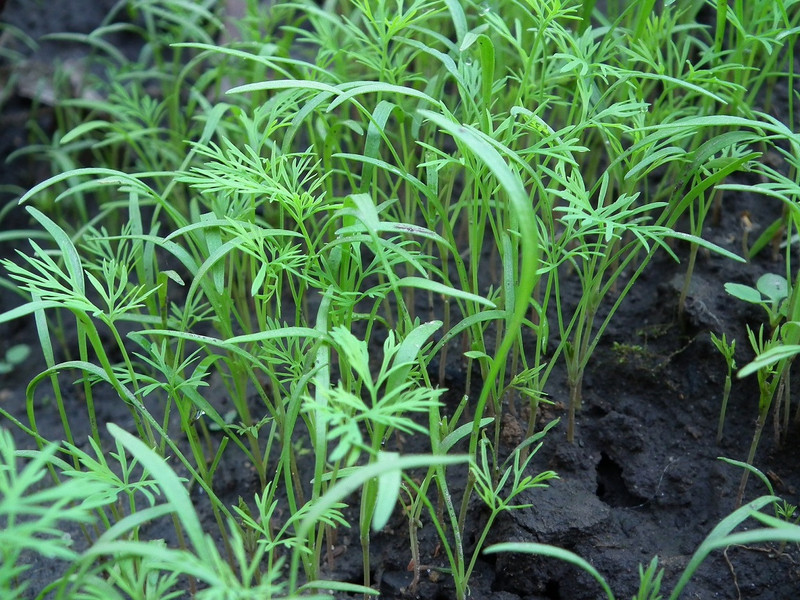 meine ernte Dill anbauen, pflegen, ernten und lagern