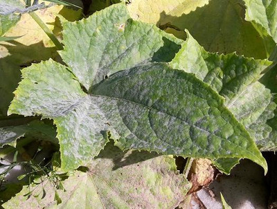 Echter Mehltau bei Zucchini