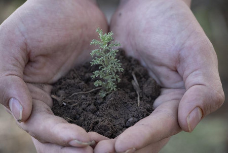 Schaffe mit deinem Permakultur-Garten ein stabiles Ökosystem