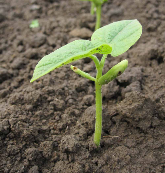 meine ernte: Buschbohnen anbauen, pflegen, ernten und lagern