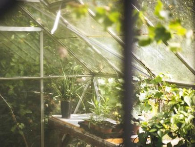 kleines Gewächshaus, nicht nur für Gemüse geeignet kleines Gewächshaus, nicht nur für Gemüse geeignet