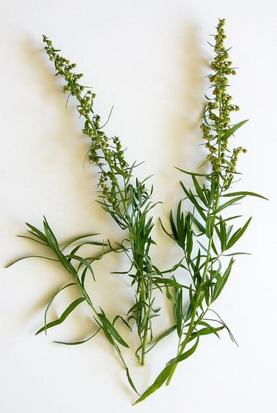 meine ernte Estragon anbauen, pflegen, ernten und lagern