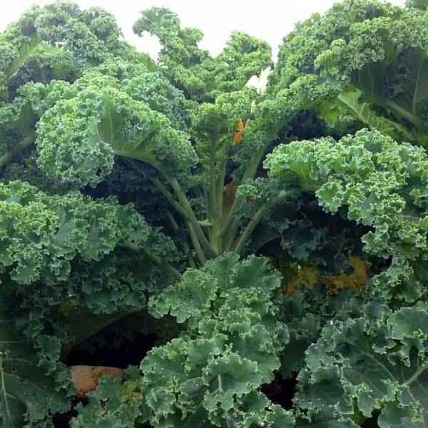 Meine Ernte Hochbeet Gemuse Im Winter