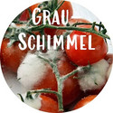 Grauschimmel an Gemüsepflanzen