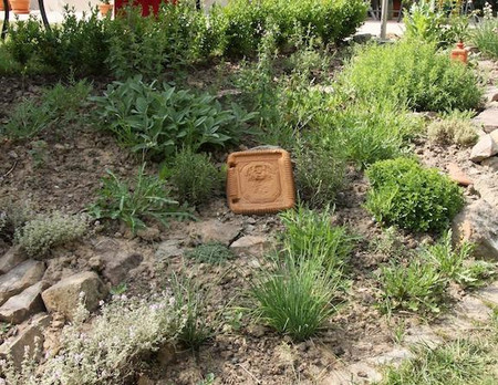 Der Boden in deinem Kräutergarten sollte weder zu trocken noch zu feucht sein