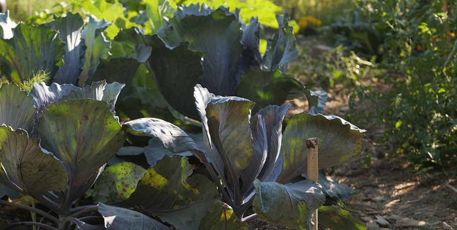 Wässere deinen Rotkohl ausreichend