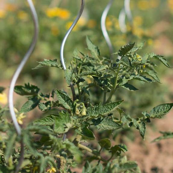 Tomaten im Freiland