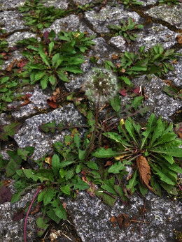 Hart im nehmen, trotzt er sogar Asphalt