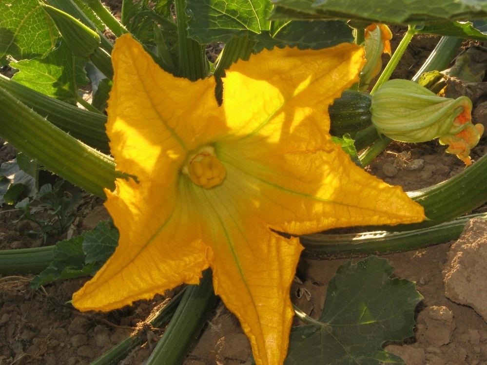 Zucchiniblüte