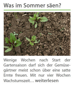 Meine Ernte Zwiebeln Anbauen Pflegen Ernten Und Lagern